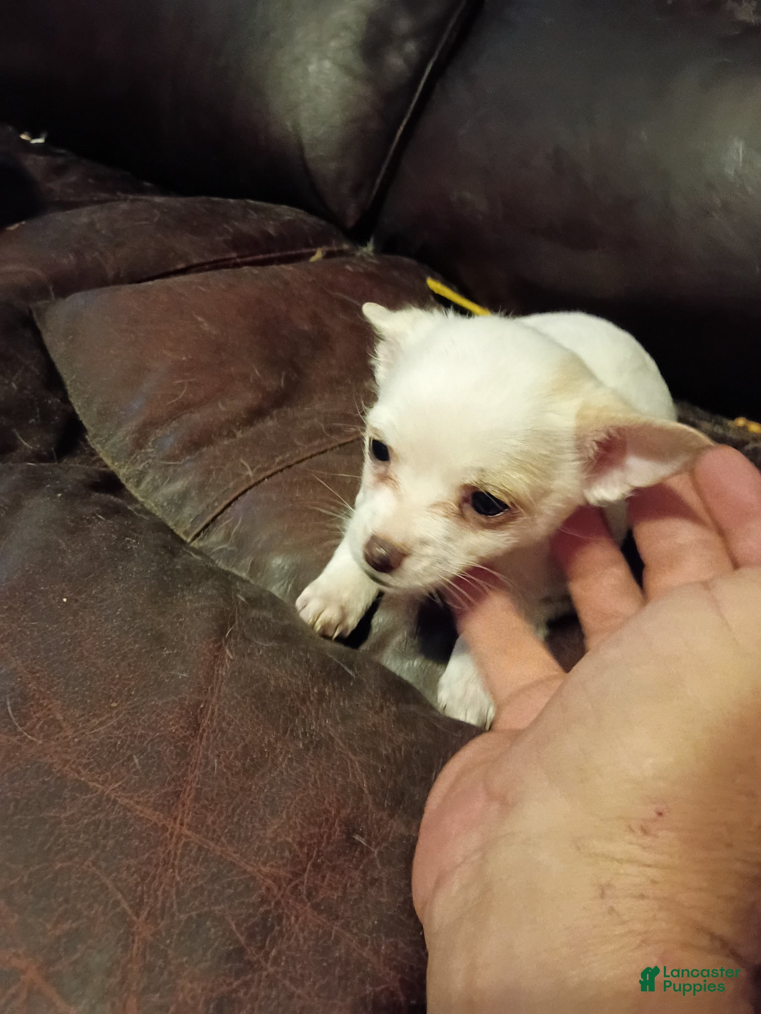 Jack Chi dogs Jack Chi Puppy 6 - Ad 9