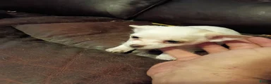 Jack Chi Puppy 6