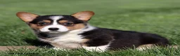 Welsh Corgi Pembroke dogs for sale: Marigold - Ad 1