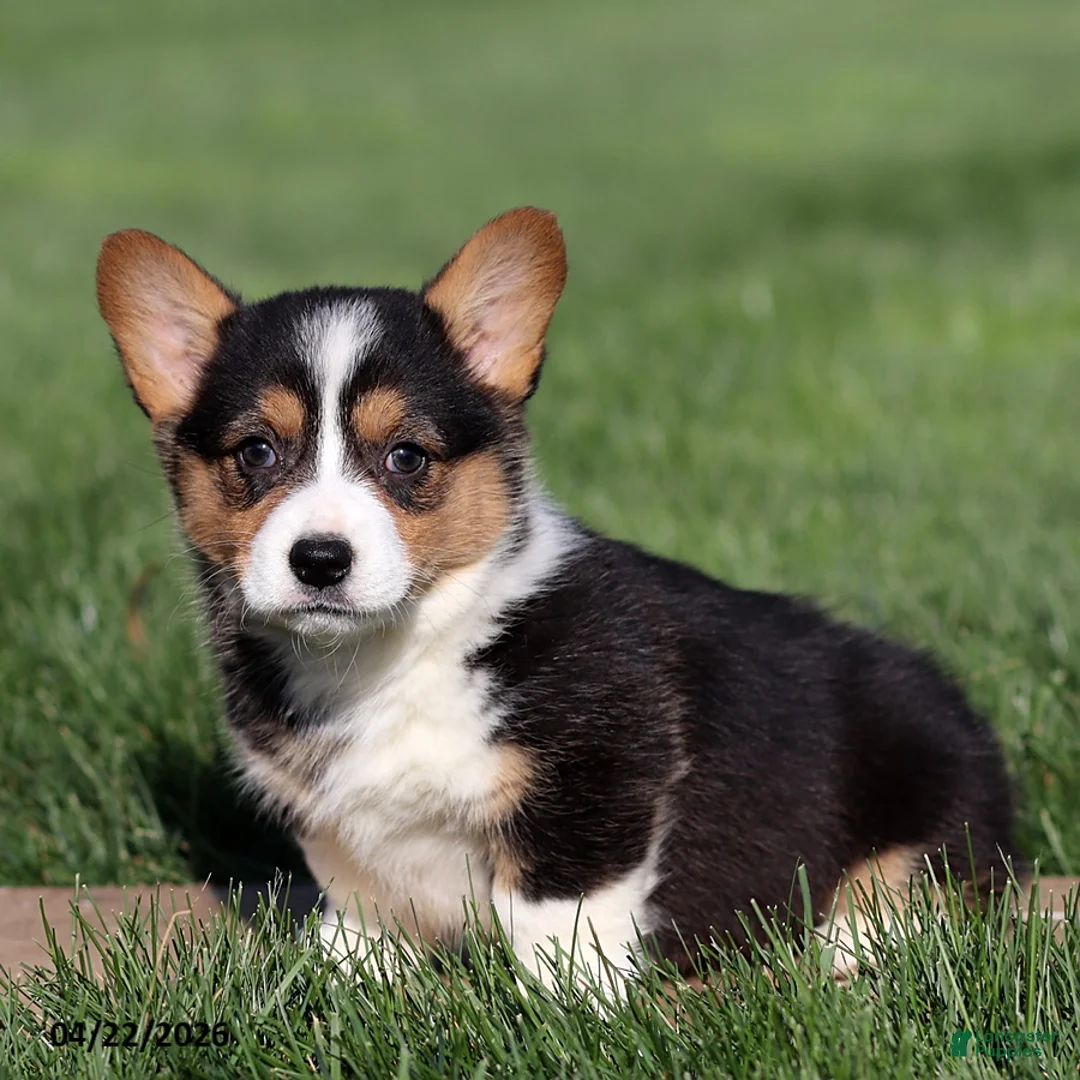 Welsh Corgi Pembroke dogs for sale: Marigold - Ad 1