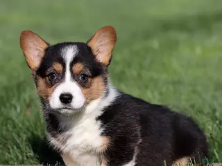 Welsh Corgi Pembroke dogs for sale: Marigold - Ad 2