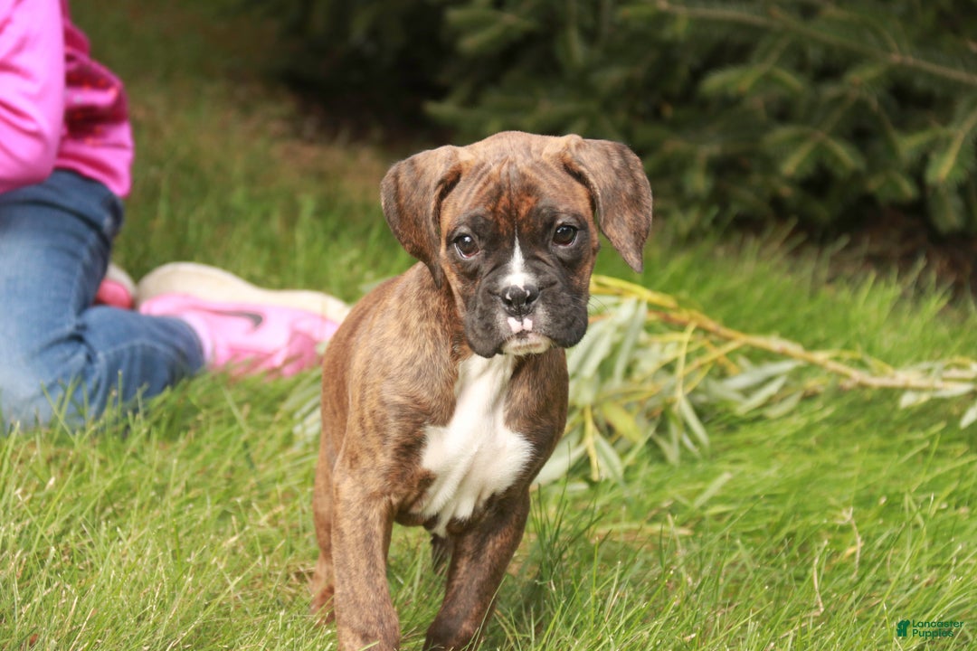 Boxer dogs for sale: Boxer Puppy 4 - Ad 8