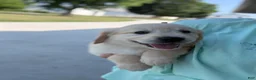 Golden Retriever dogs for sale: Gigi - Ad 27