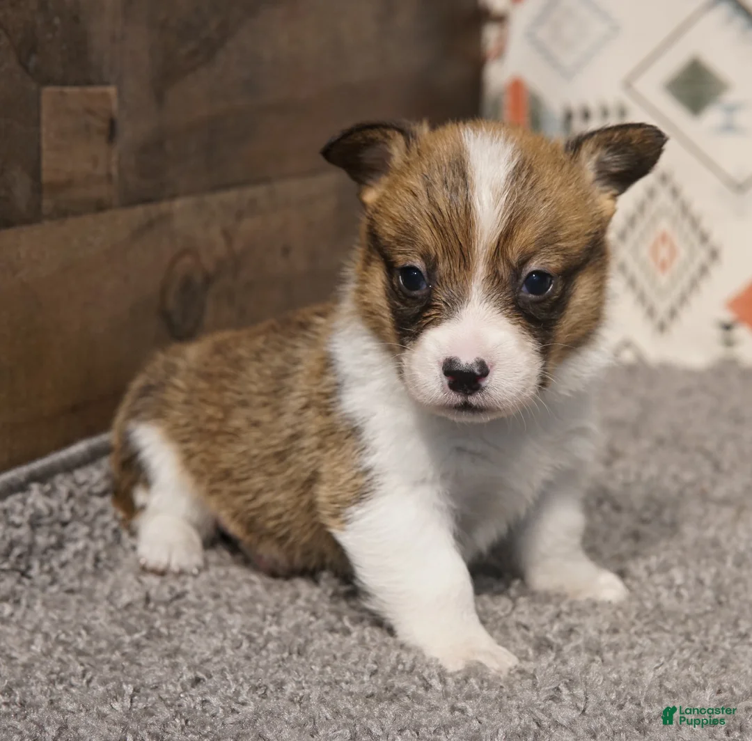 Welsh Corgi Pembroke dogs for sale: Loki - Ad 2