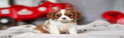 Cavalier King Charles Spaniel dogs for sale: Ace - Ad 4