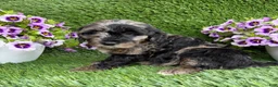 Mini Goldendoodle dogs for sale: Andre - Ad 6