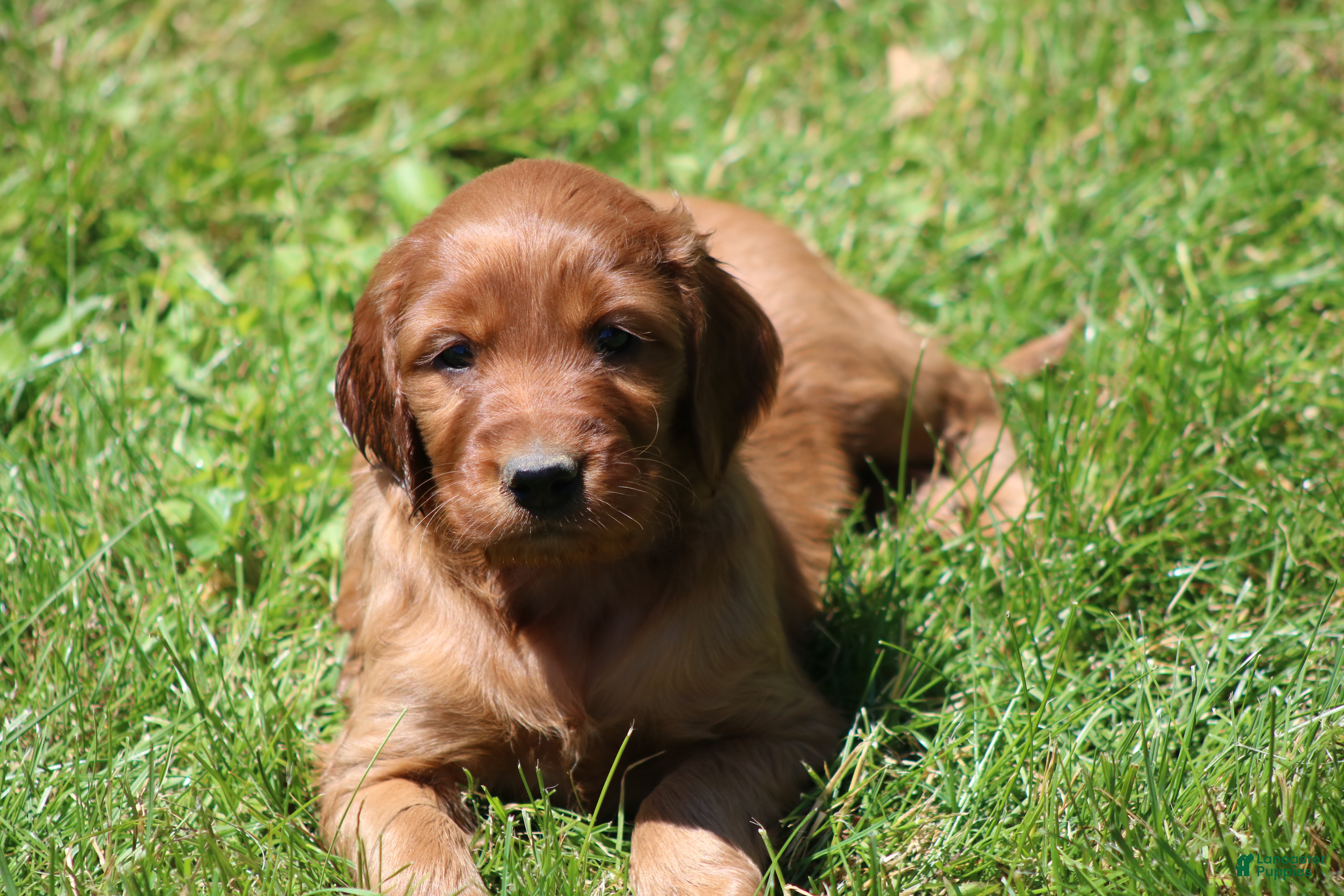 Irish Setter dogs for sale: Ivy - Ad 5