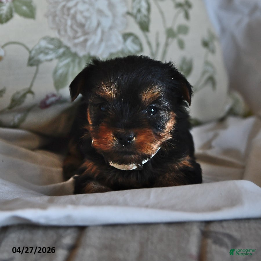 Yorkshire Terrier dogs Eenie - Ad 2