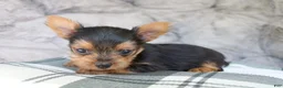 Yorkshire Terrier dogs for sale: Max  - Ad 7