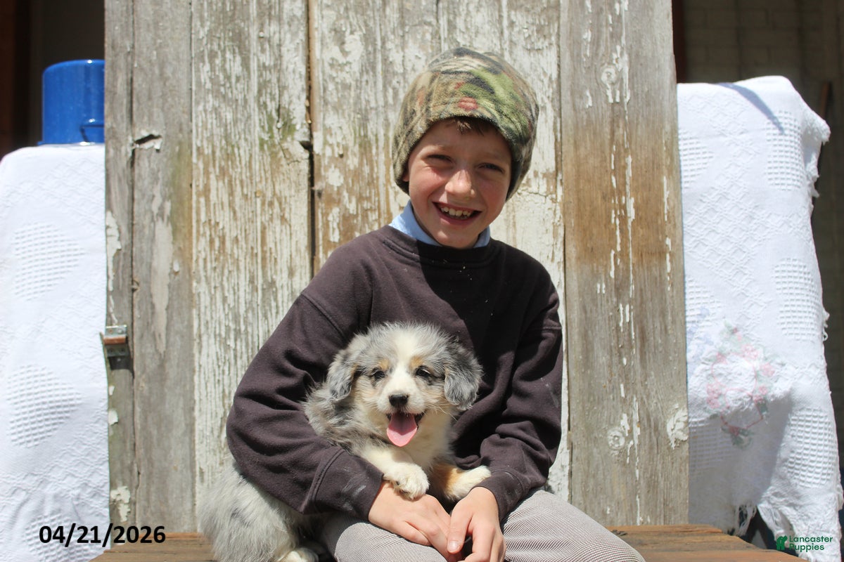 Corgipoo dogs Thomas - Ad 2