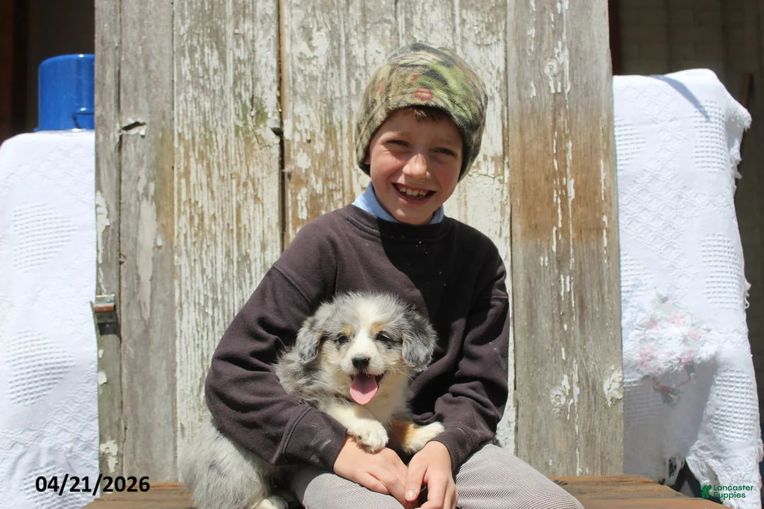 Corgipoo dogs for sale: Thomas - Ad 2