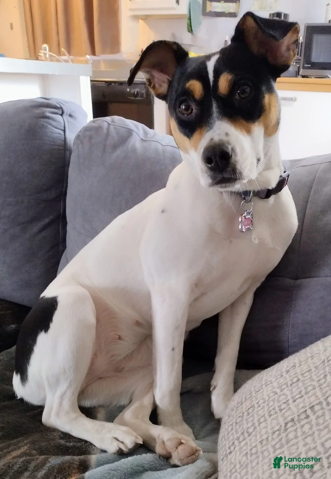 Gallery Image {{count}}