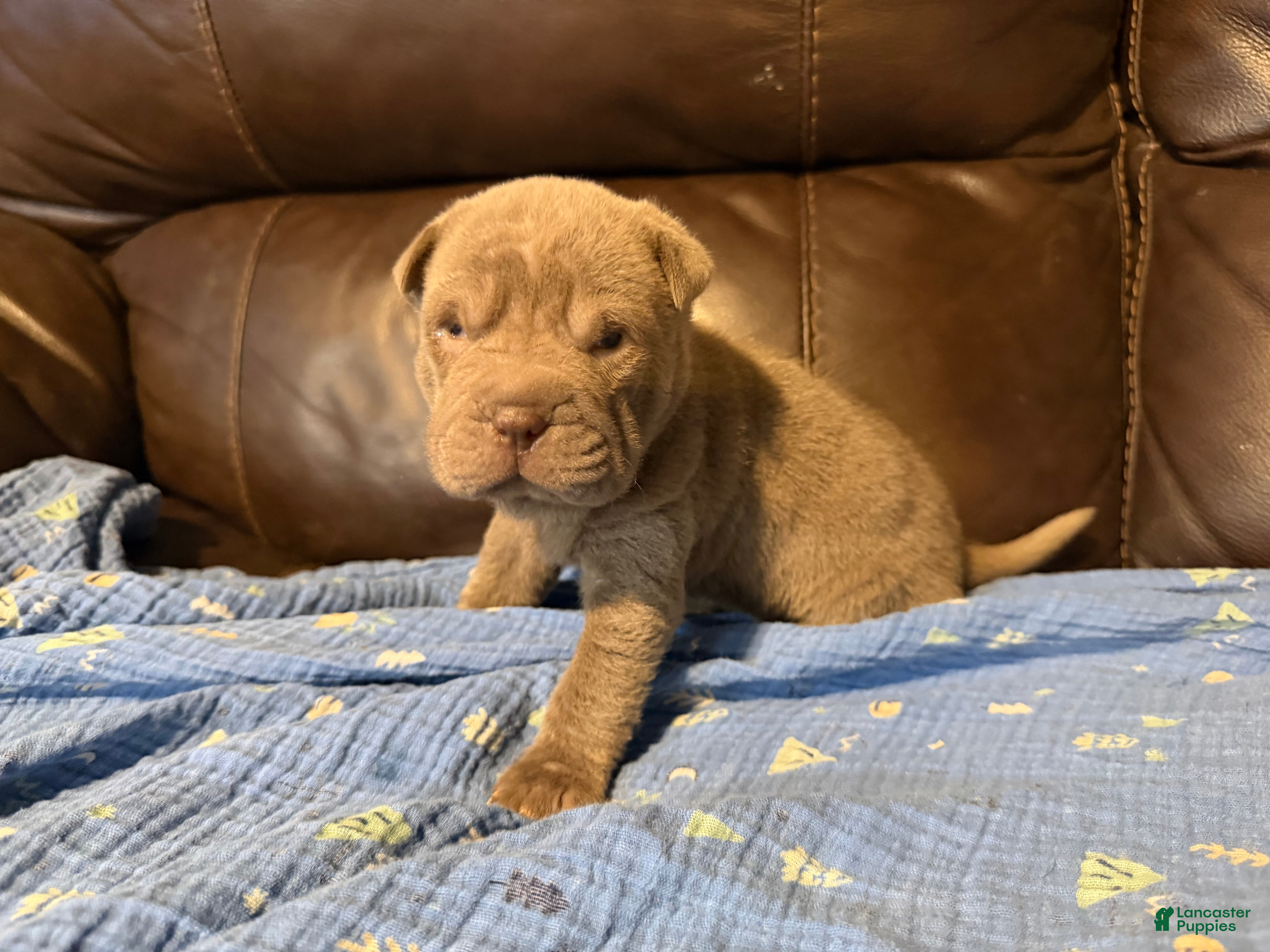 Shar Pei dogs for sale: Sage - Ad 2