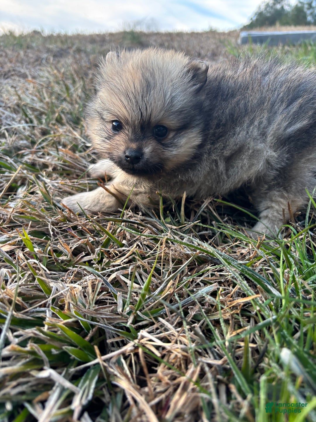 Pomeranian dogs for sale: Orange sable boy 1 - Ad 4