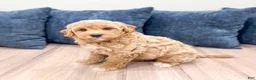 Mini Goldendoodle dogs for sale: Gus - Ad 7