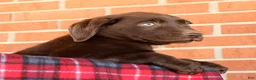 Labrador Retriever dogs for sale: Rily - Ad 6