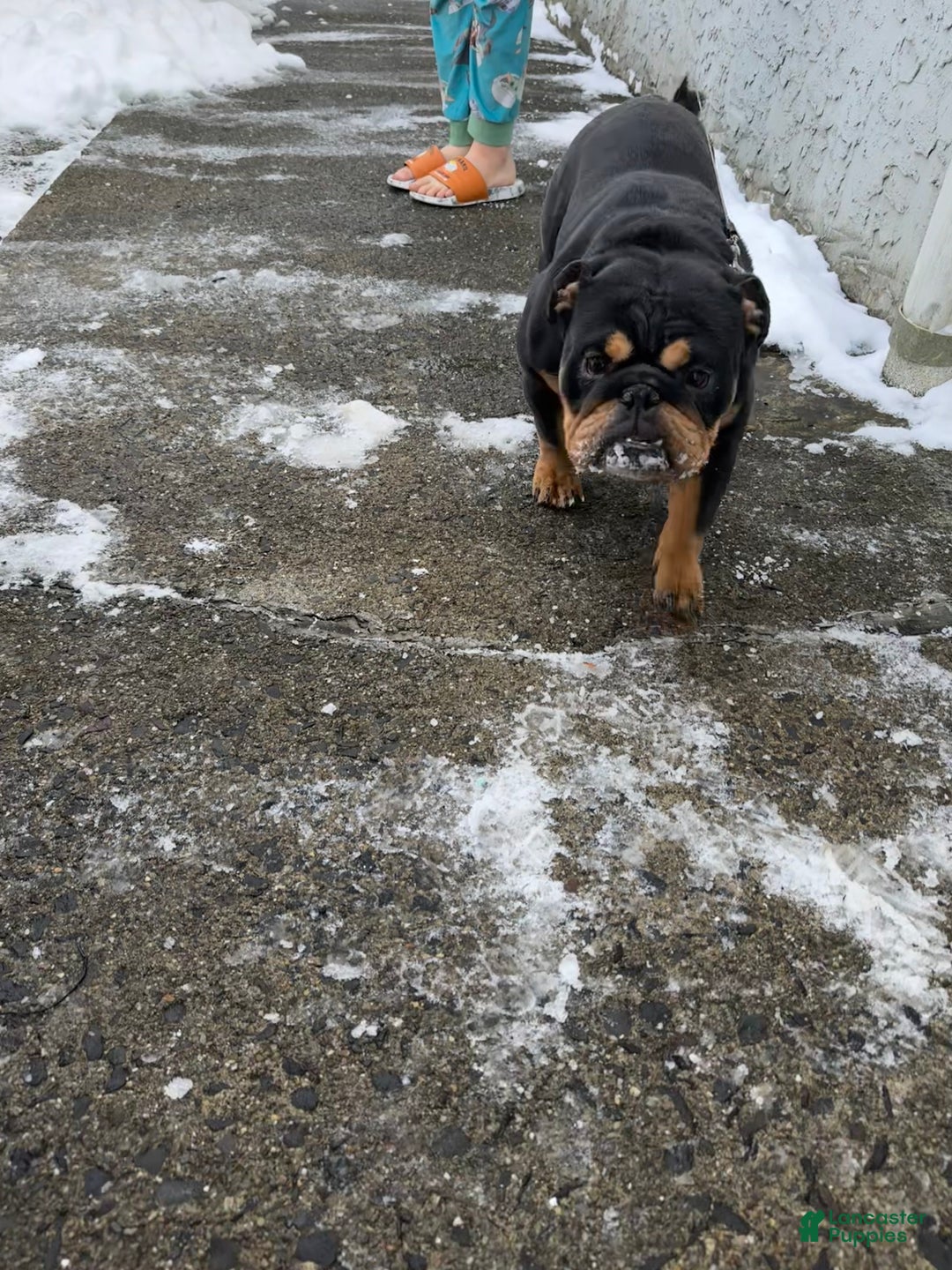 English Bulldog dogs for sale: Khal Drogo - Ad 9