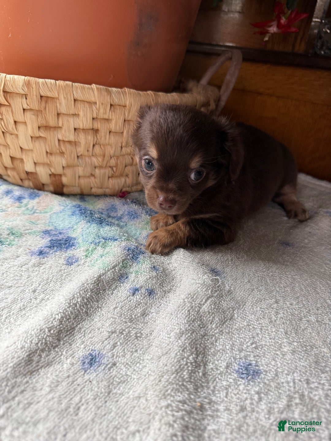 Chihuahua dogs for sale: Willie - Ad 3