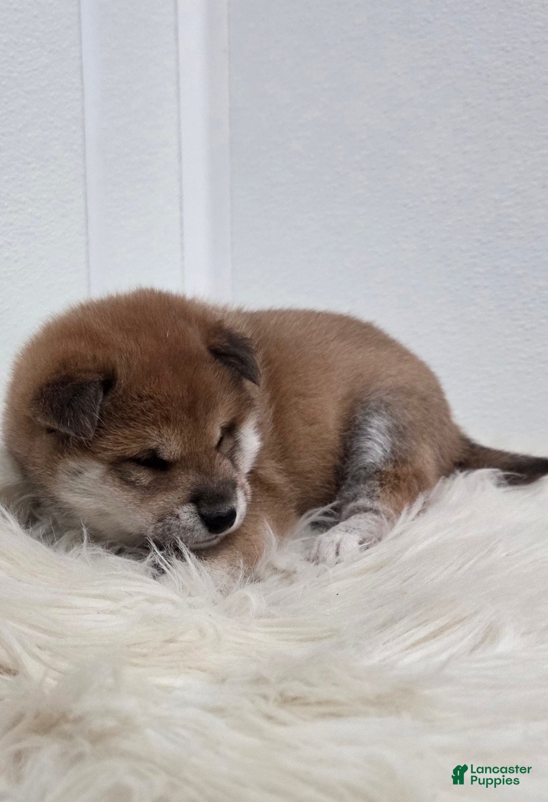 Shiba Inu dogs for sale: Anya - Ad 10
