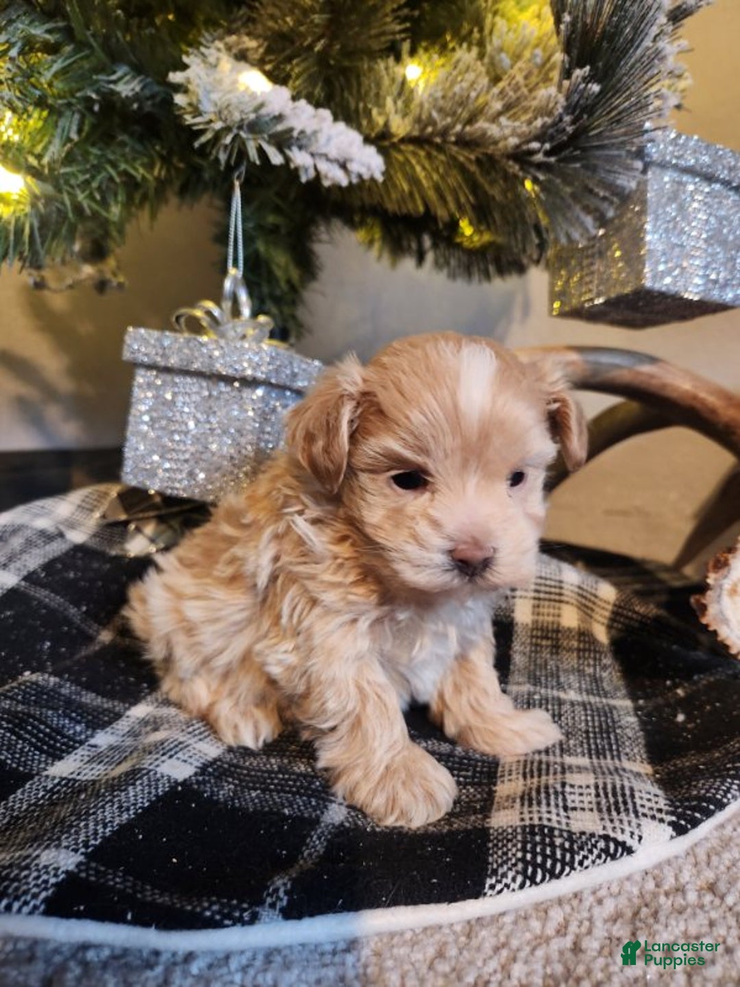 Maltipoo dogs for sale: Charley - Ad 9