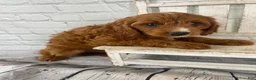 Cavapoo dogs for sale: Max - Ad 7