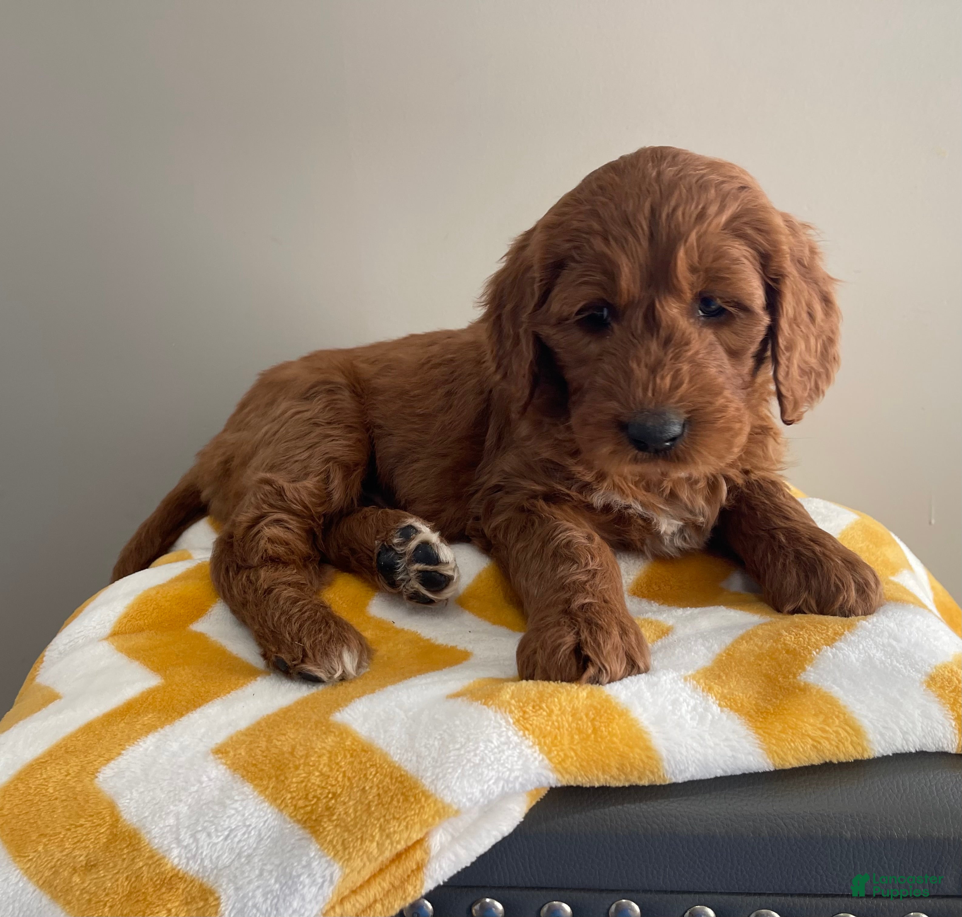 Goldendoodle dogs Cedar - Ad 2