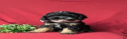 Cavapoo dogs for sale: Simon - Ad 1
