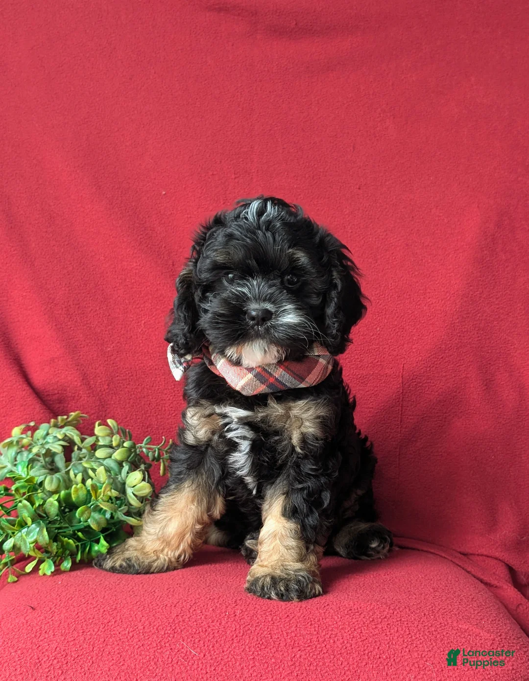 Cavapoo dogs for sale: Simon - Ad 1