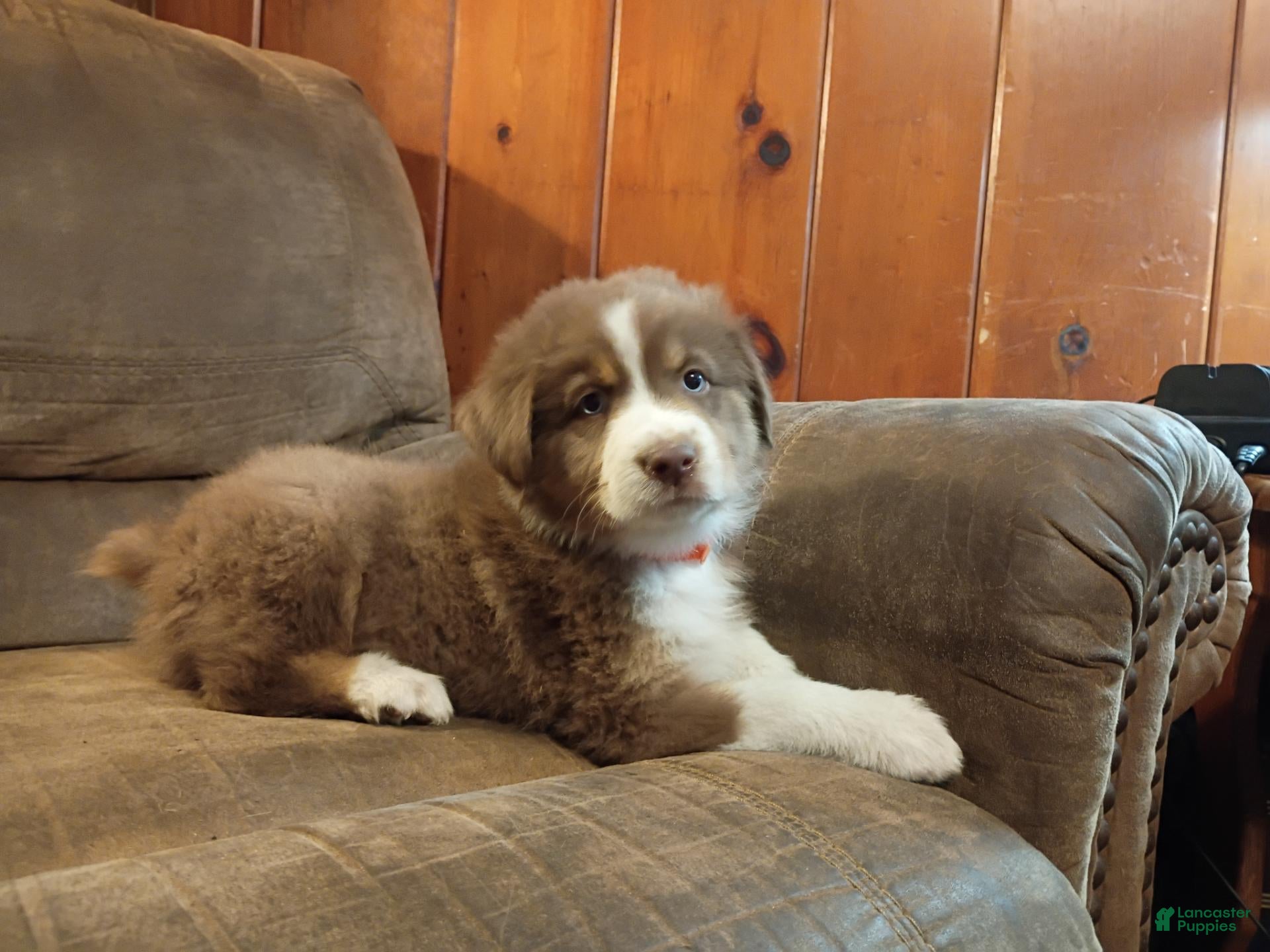 Australian Shepherd dogs for sale: Buddy  - Ad 29