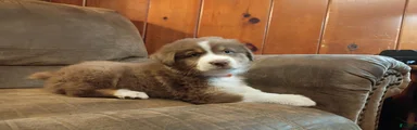 Buddy 