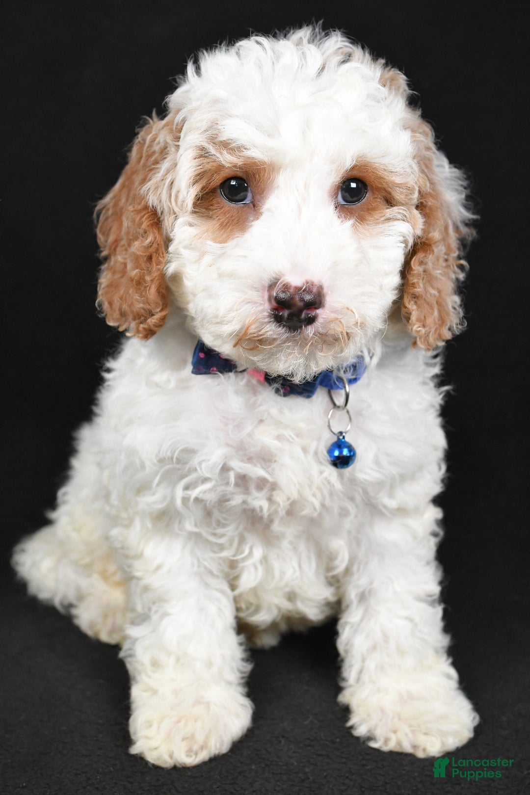 Cavapoo dogs for sale: Smokey - Ad 8