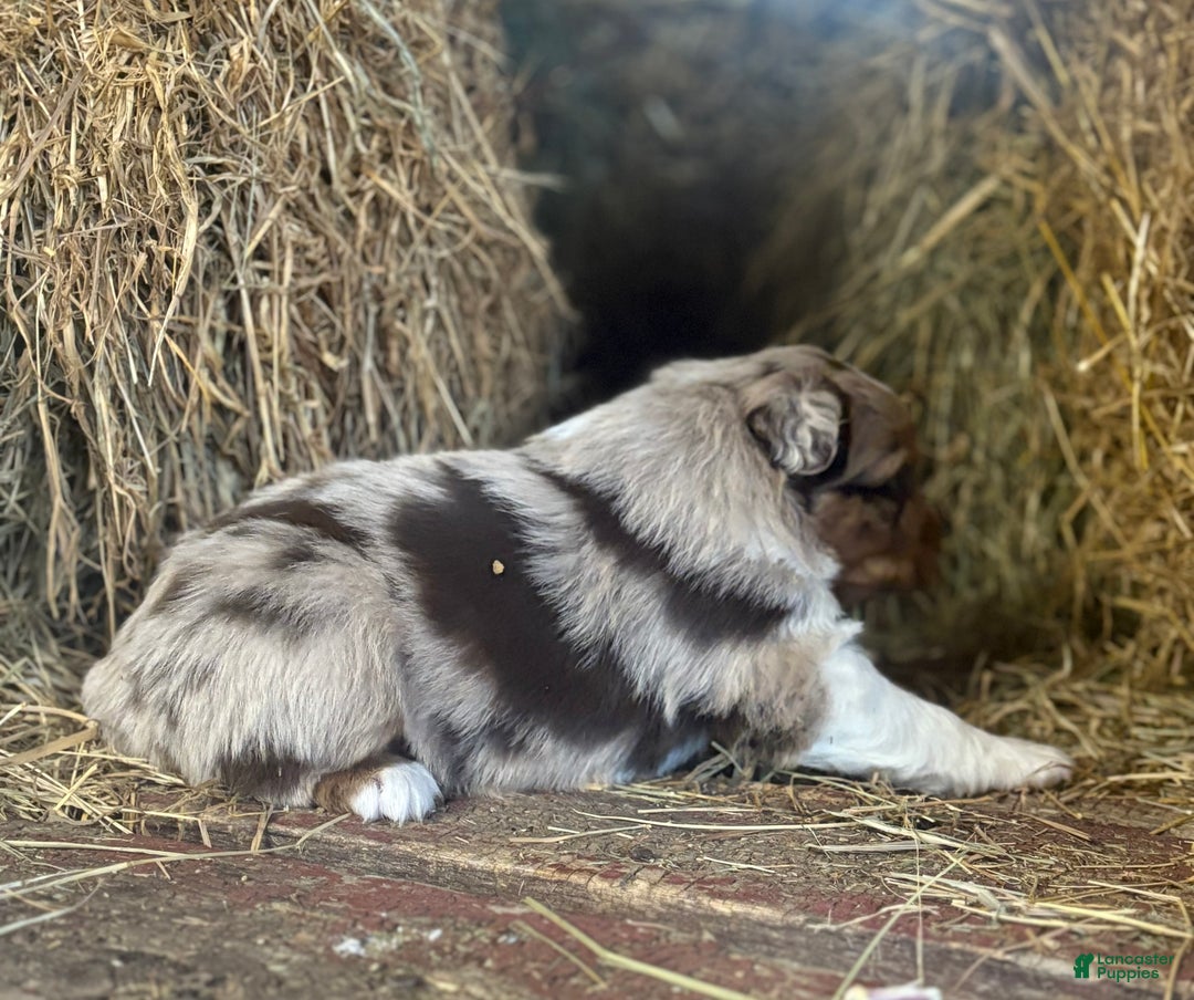 Australian Shepherd dogs for sale: Sugar - Ad 9