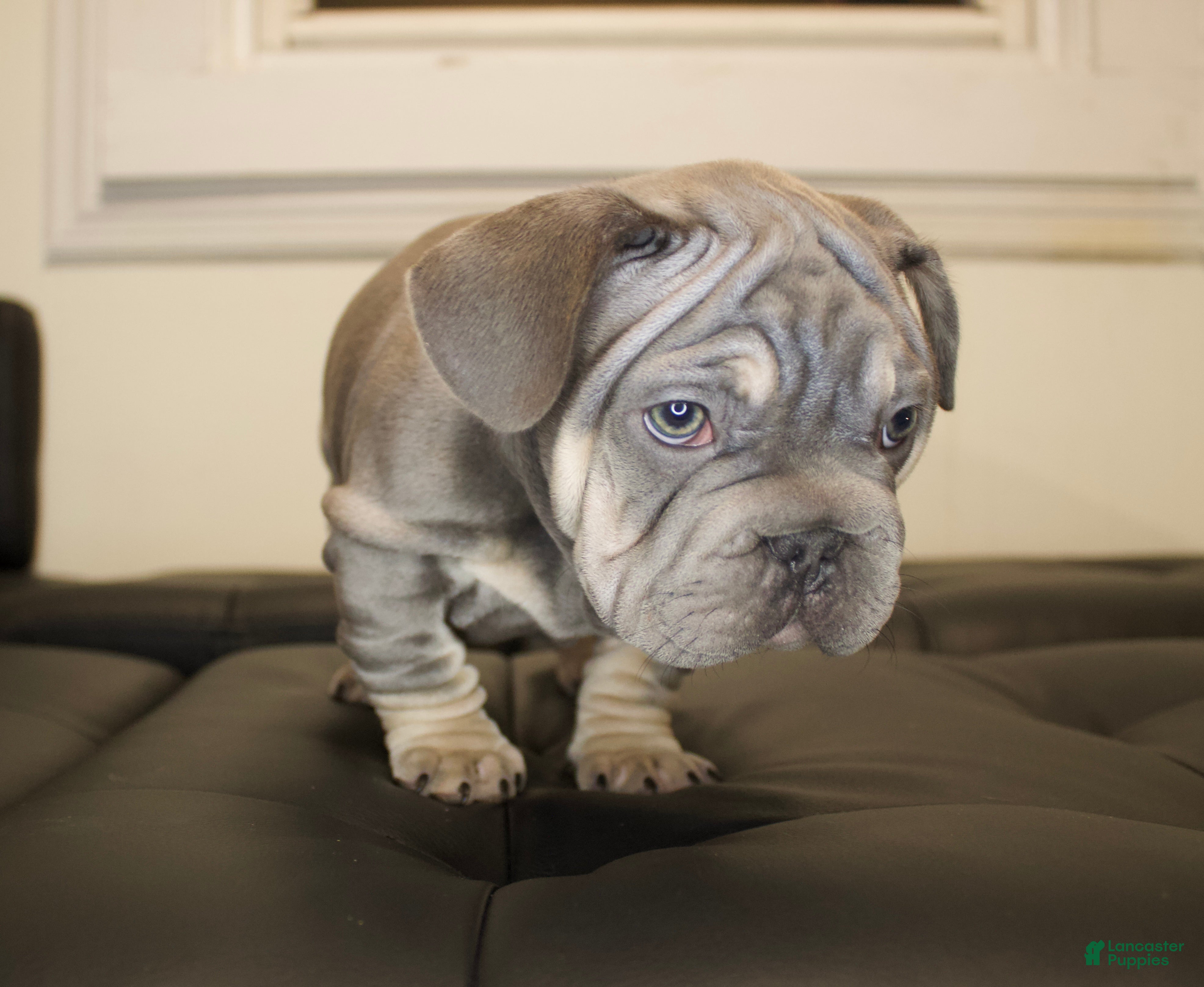 French Bulldog dogs LAZARUS - Ad 7