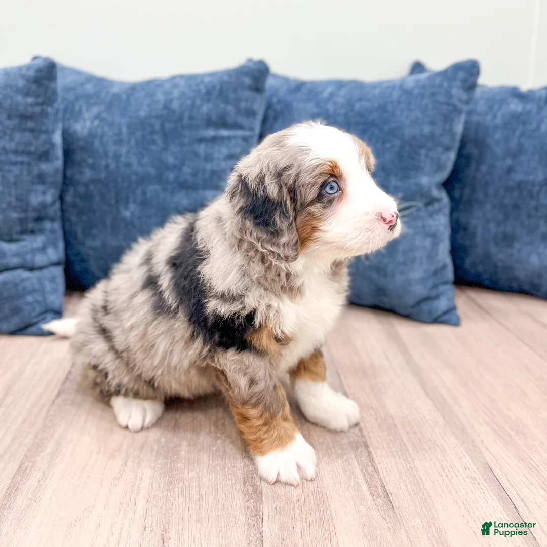 Mini Bernedoodle dogs for sale: Gunner - Ad 6