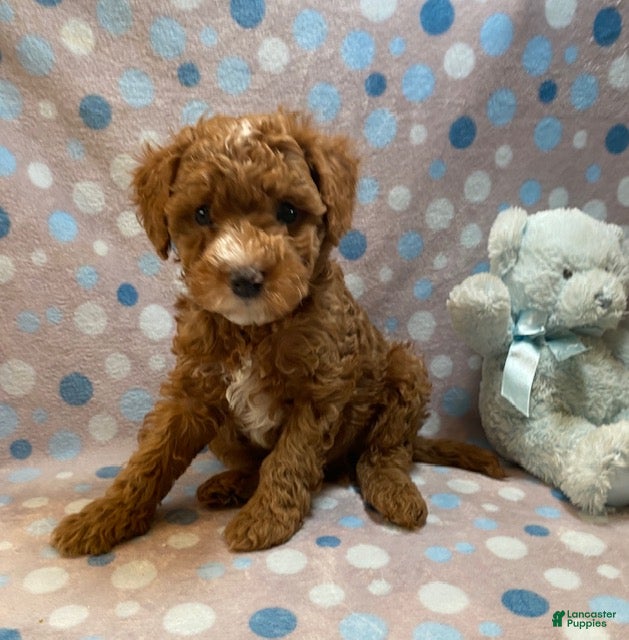 Cavapoo dogs Fozzy - Ad 2