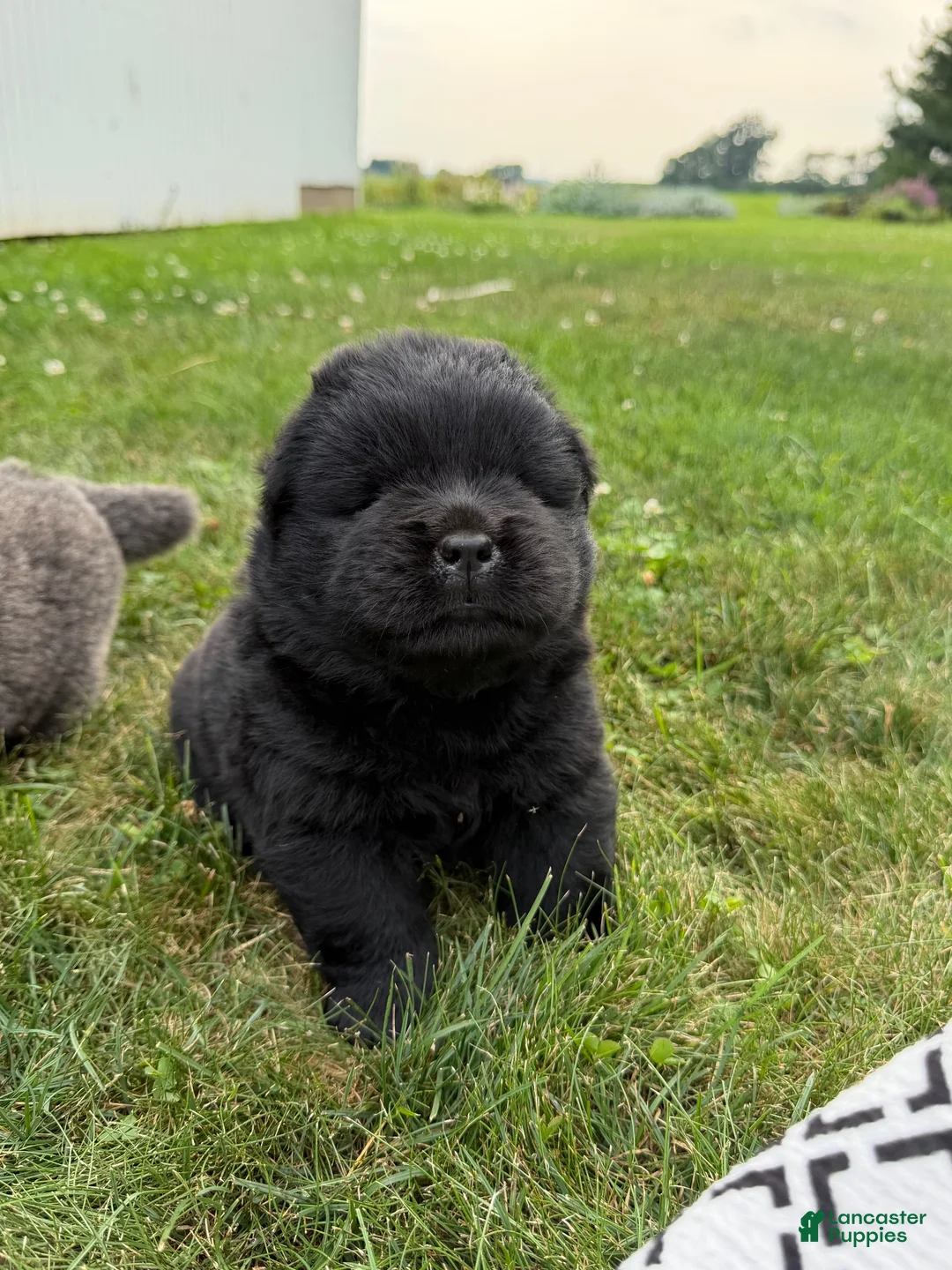 Chow Chow dogs for sale: Ivy - Ad 1