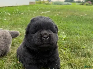 Chow Chow dogs Ivy - Ad 2