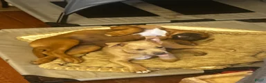 American Pit Bull Terrier 1