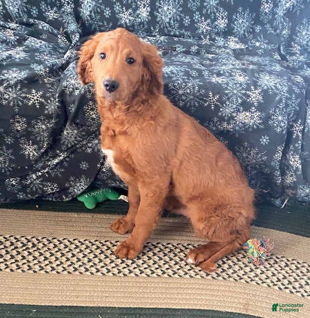 Goldendoodle dogs Gus - Ad 1