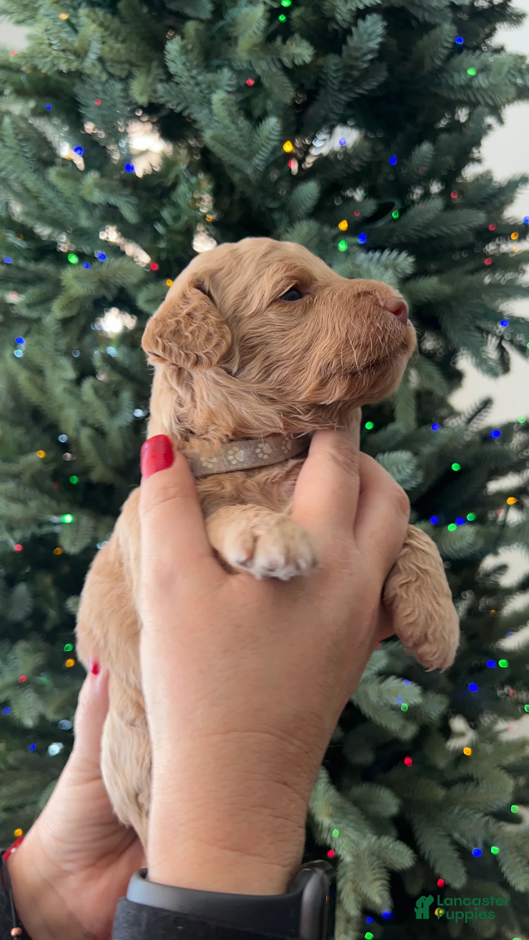 Goldendoodle dogs for sale: Grace – Apricot Medium Goldendoodle (F) – Companion Temperament Candidate - Ad 3