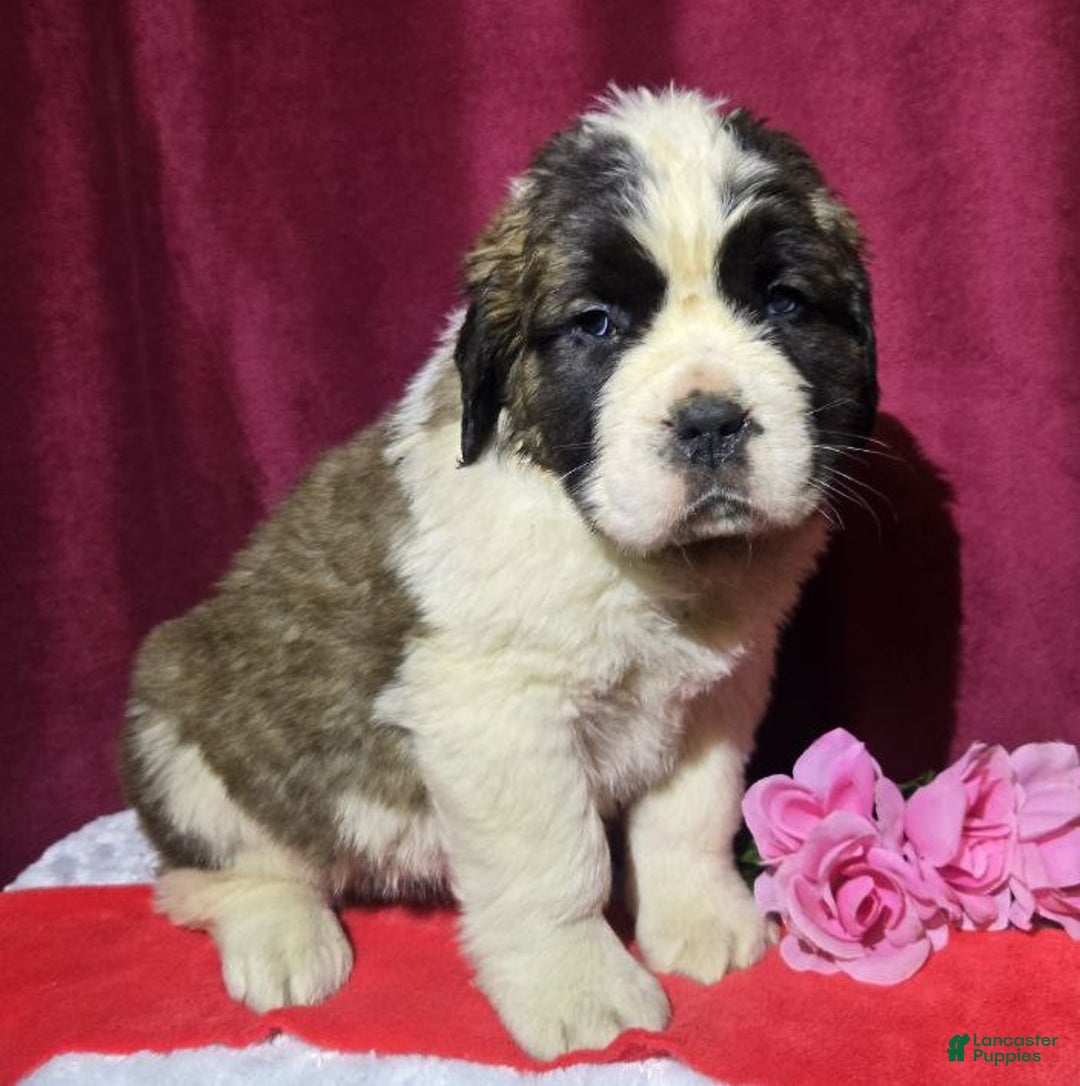Saint Bernard dogs for sale: Soapy Sally - Ad 1