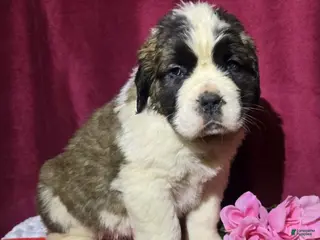 Saint Bernard dogs Soapy Sally - Ad 24
