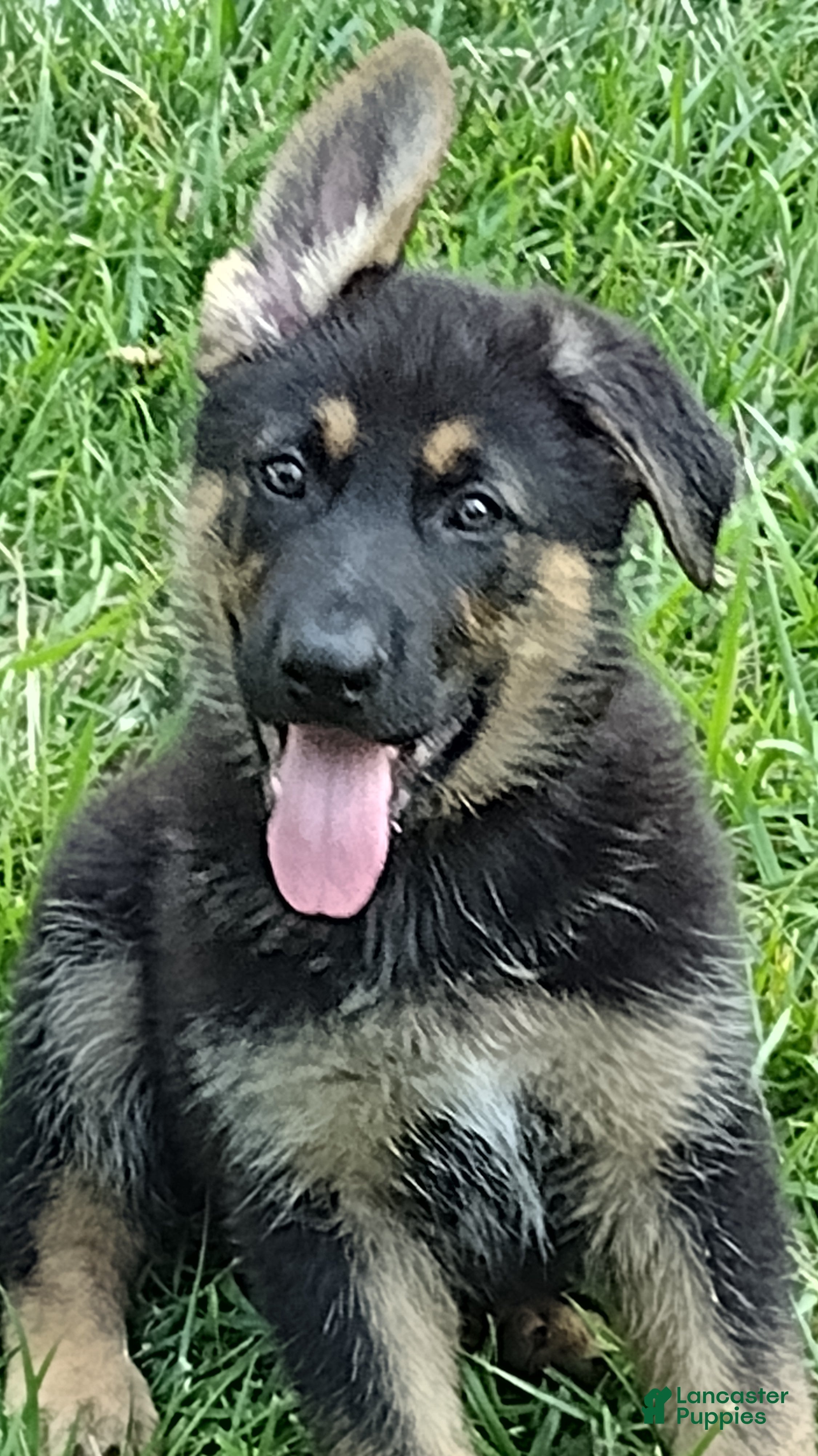 German Shepherd dogs for sale: Yogi the little bear AKC - Ad 4
