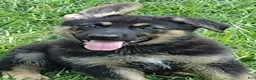 German Shepherd dogs for sale: Yogi the little bear AKC - Ad 1