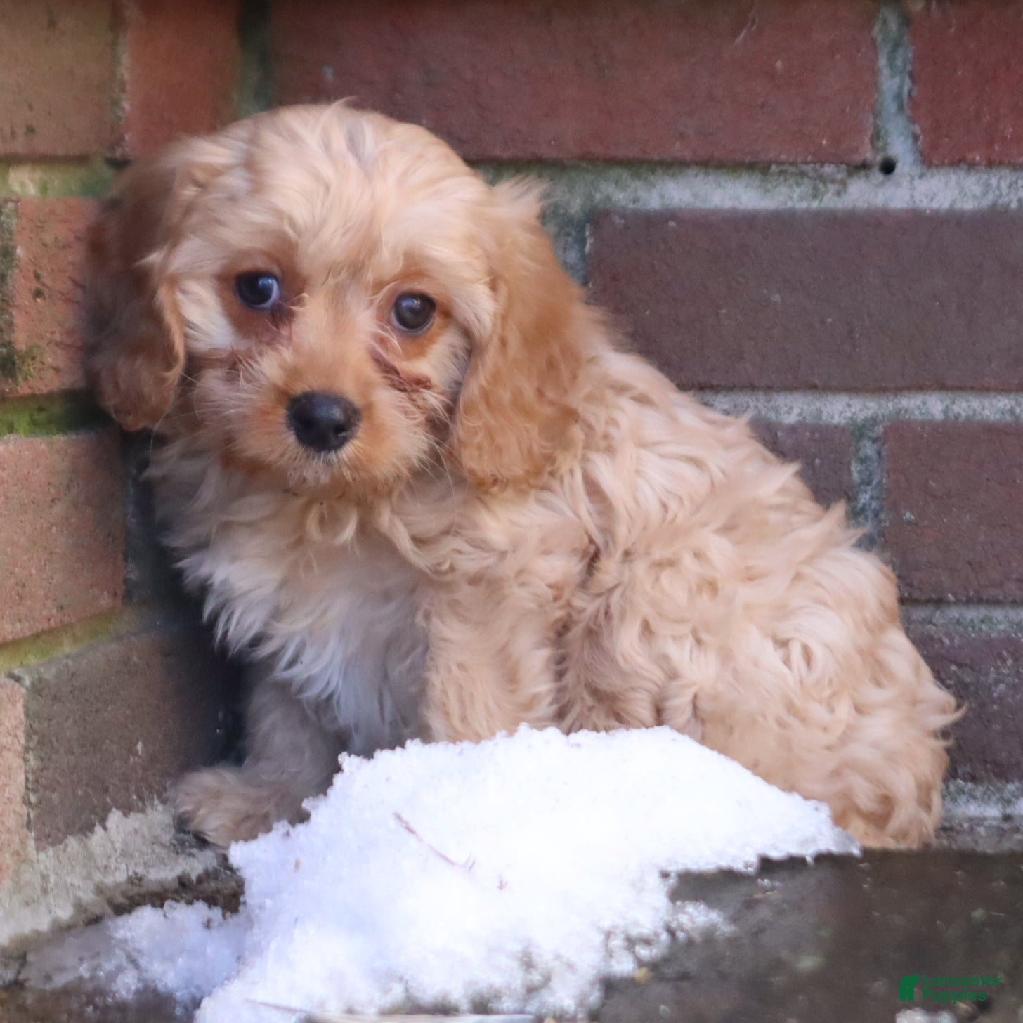 Cavapoo dogs Chief - Ad 2