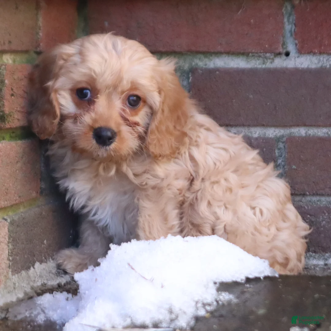 Cavapoo dogs for sale: Chief - Ad 2
