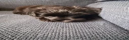 Yorkiepoo dogs for sale: Nami - Ad 8