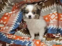 Pomeranian dogs Tilley, Party color male Pom. - Ad 12