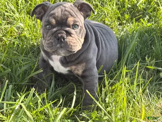 English Bulldog dogs English Bulldog Puppy 3 - Ad 42