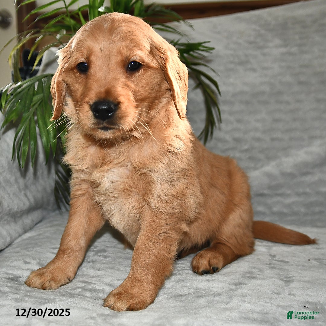 Golden Retriever dogs for sale: Seriphina - Ad 4